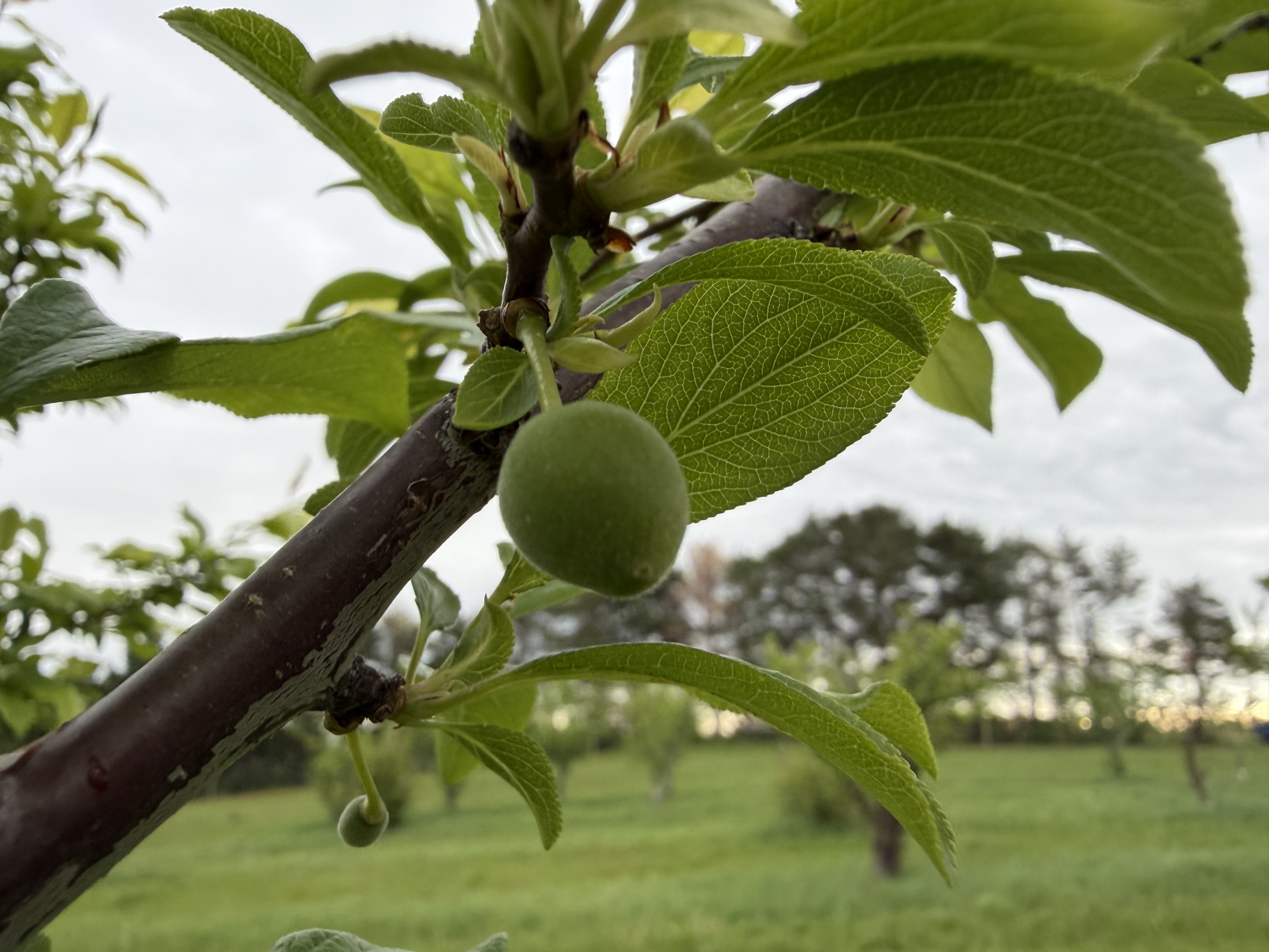 A Spring Satin plum hanging from a tree.